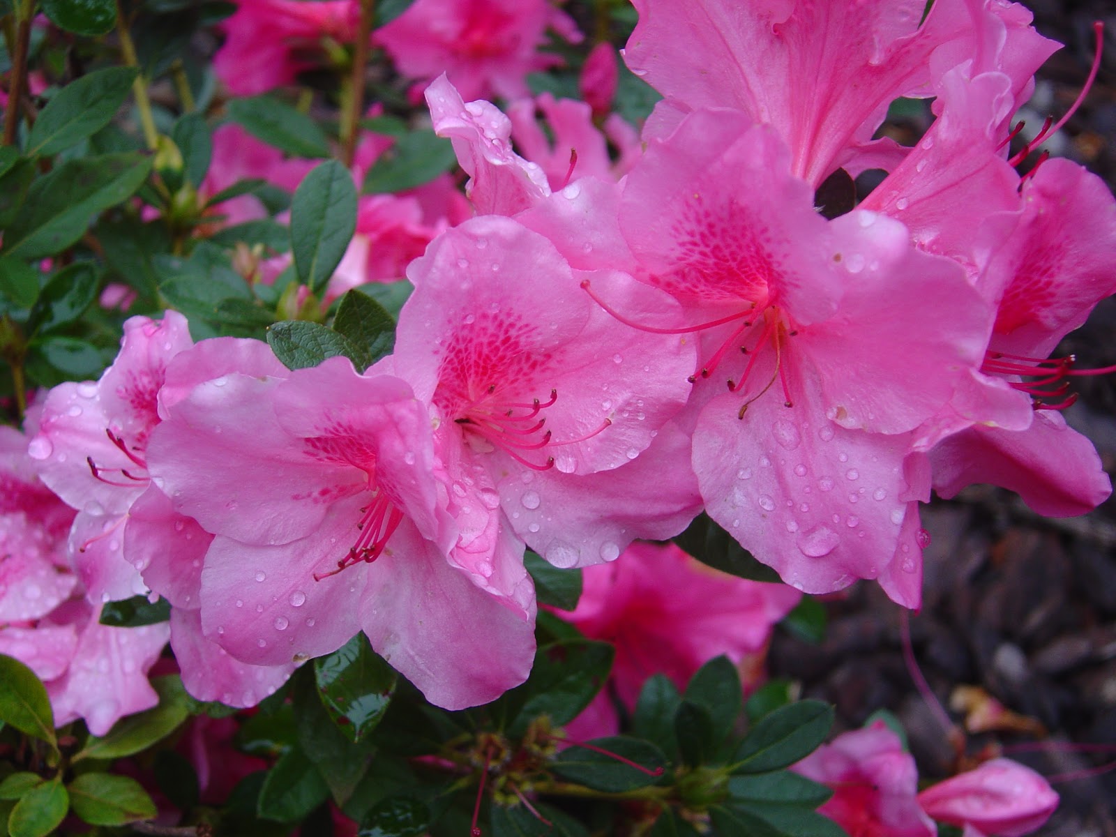 Azalea