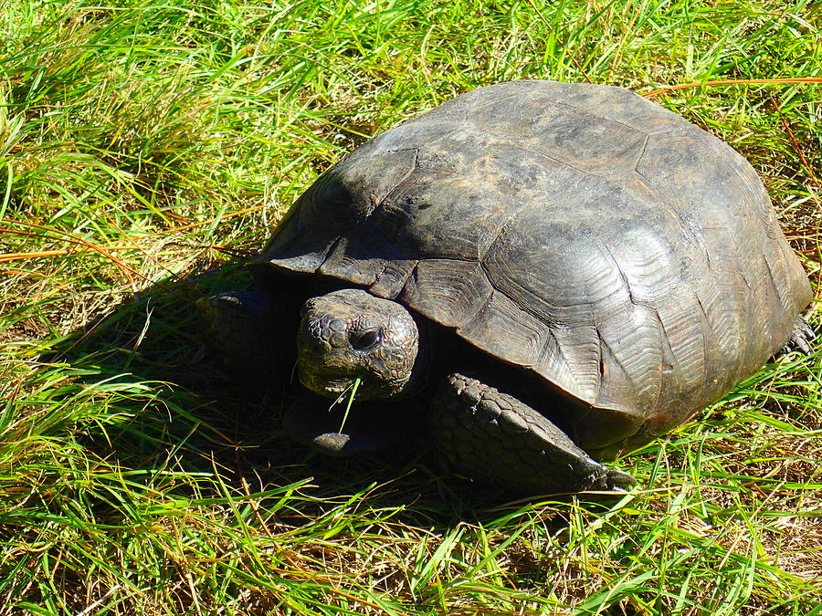 Fukaya Big Turtle