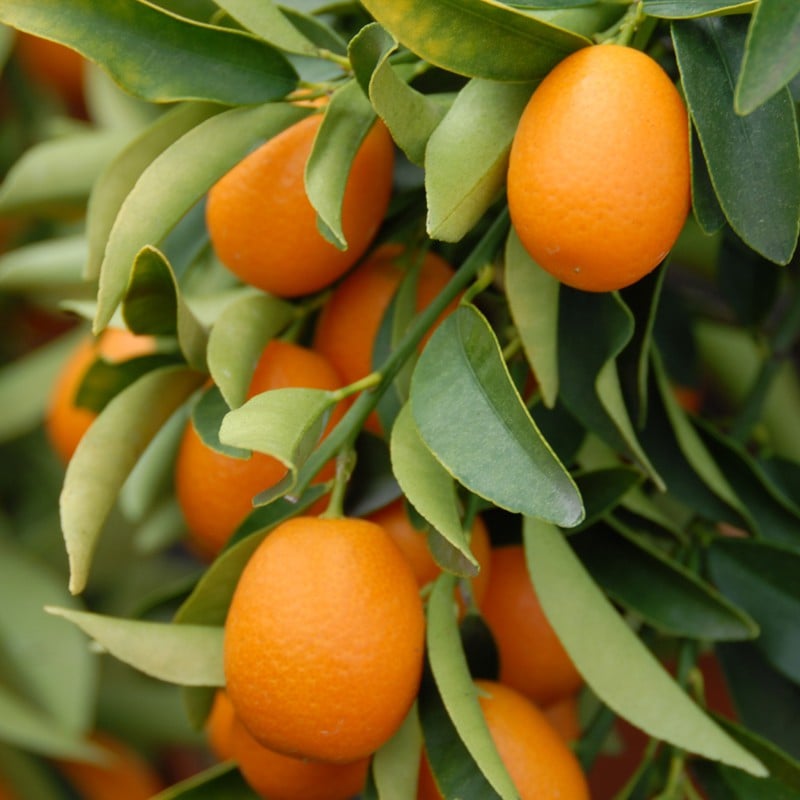 Kumquat Nature Reserve