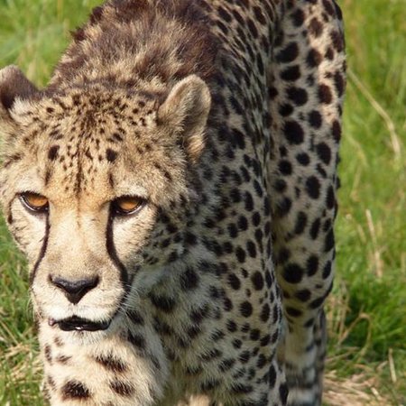 The Big Cat Sanctuary