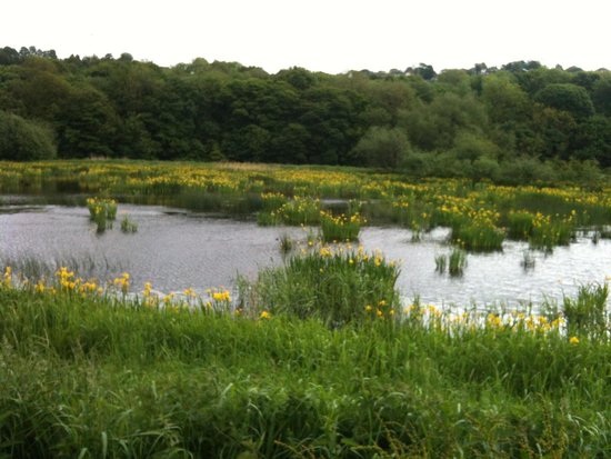 Rodley Nature Reserve