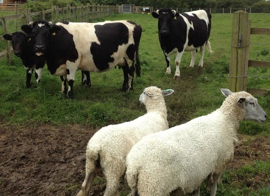 Gorse Hill City Farm