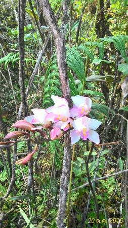 Phu Luang Wildlife Sanctuary