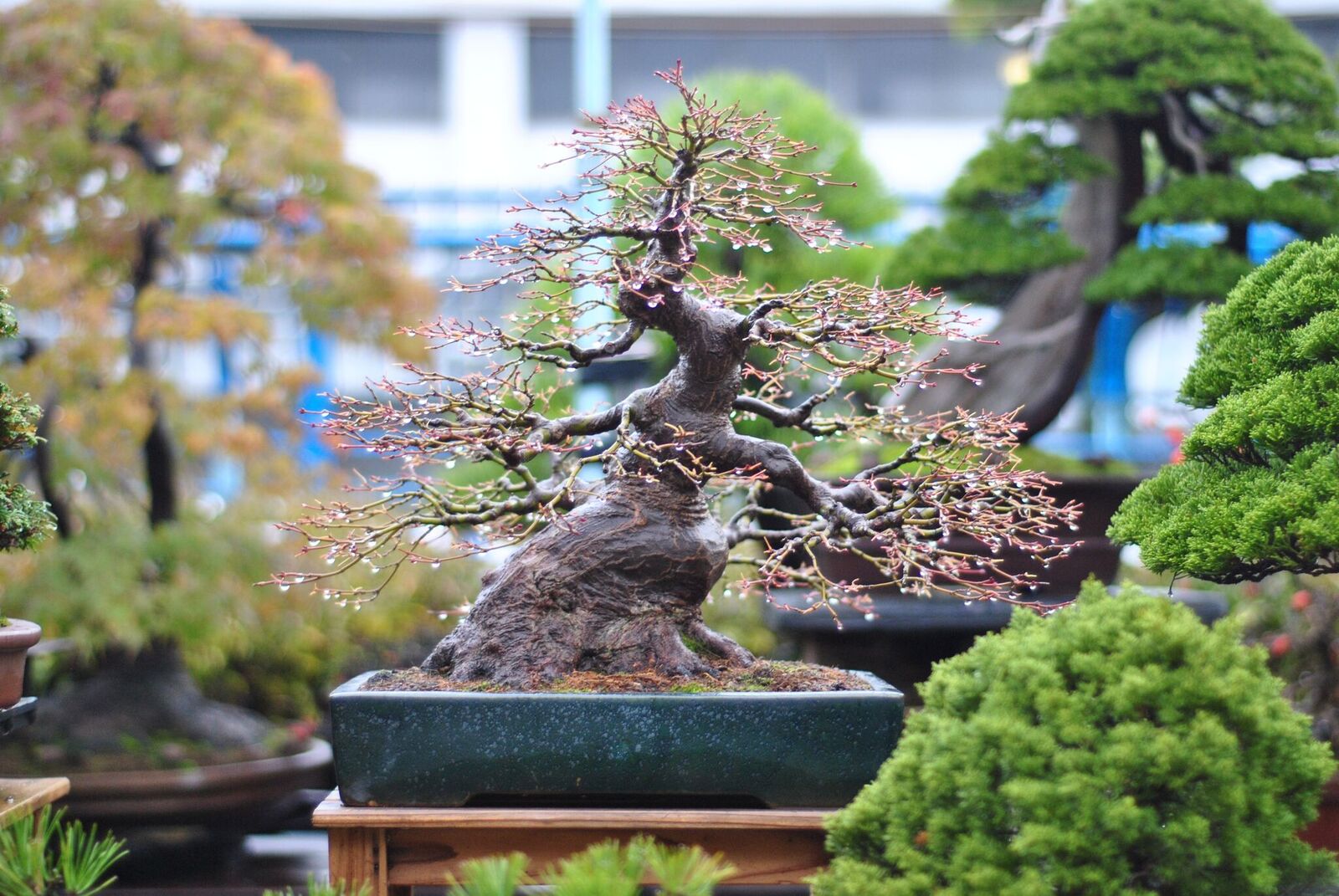 Bonsai Shoals