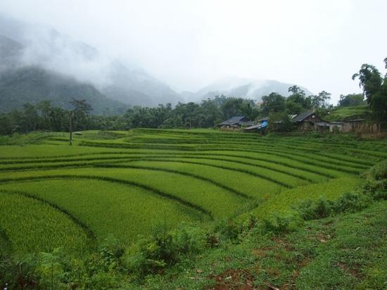 Terraced Rice Fields in Shin Chai Village