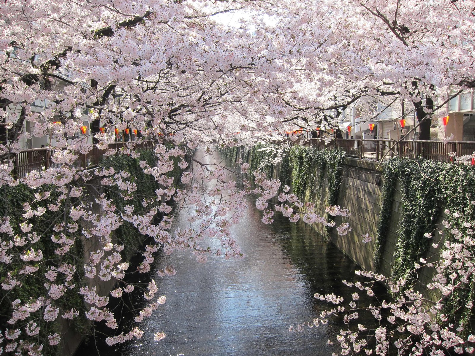 Katsumata River Cherry Blossoms