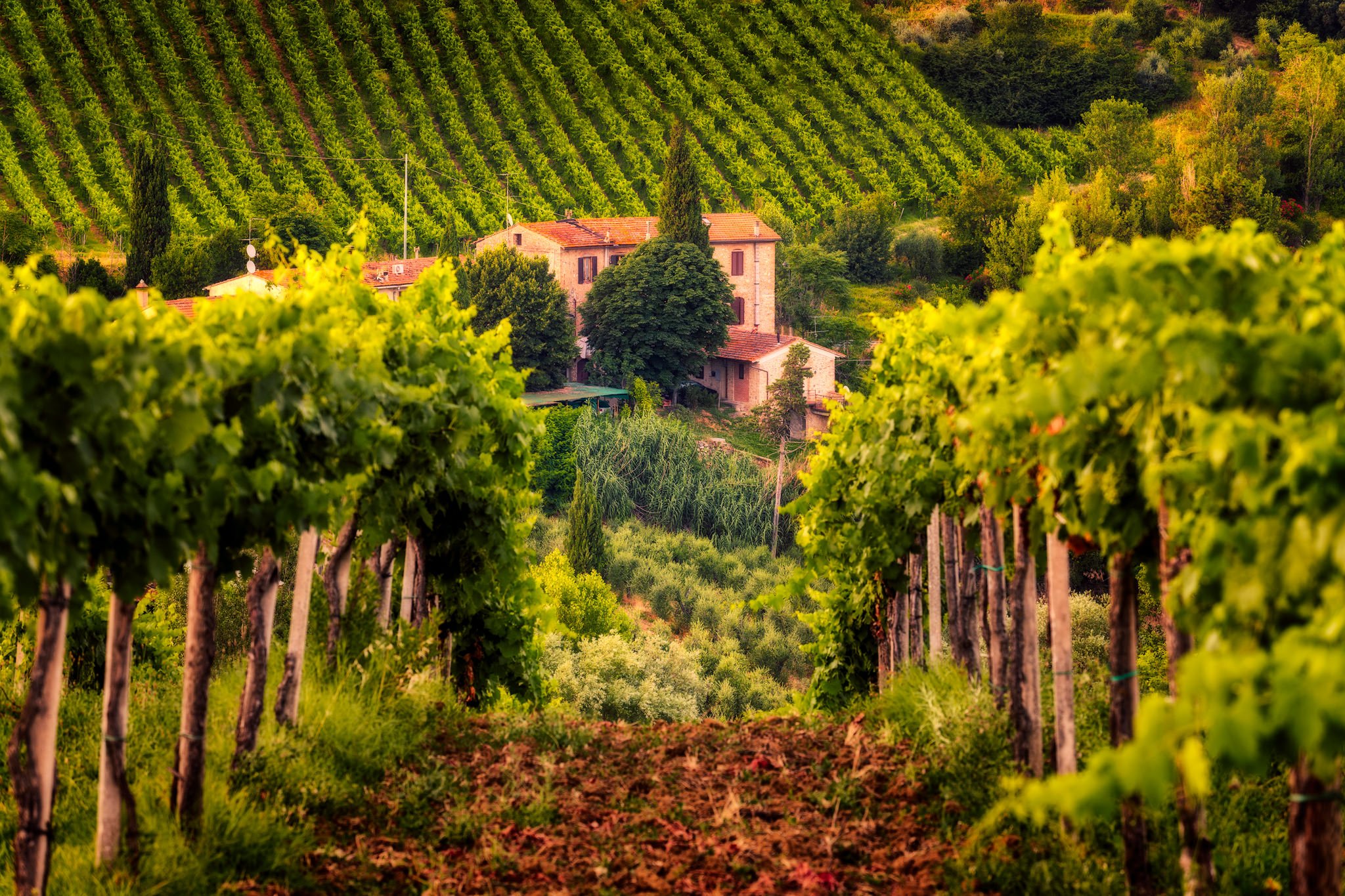 Podere Ristella Vineyards and Winery