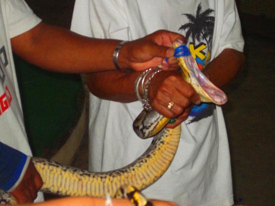 Thonburi Snake Farm