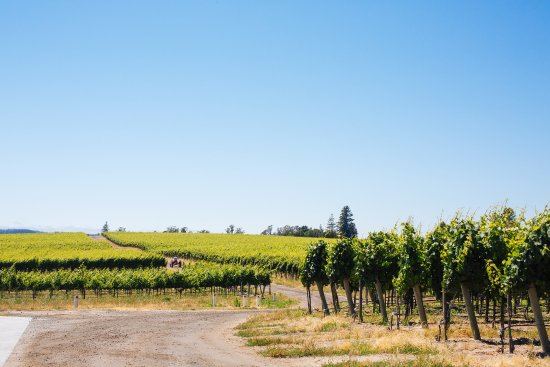 Emeritus Vineyards