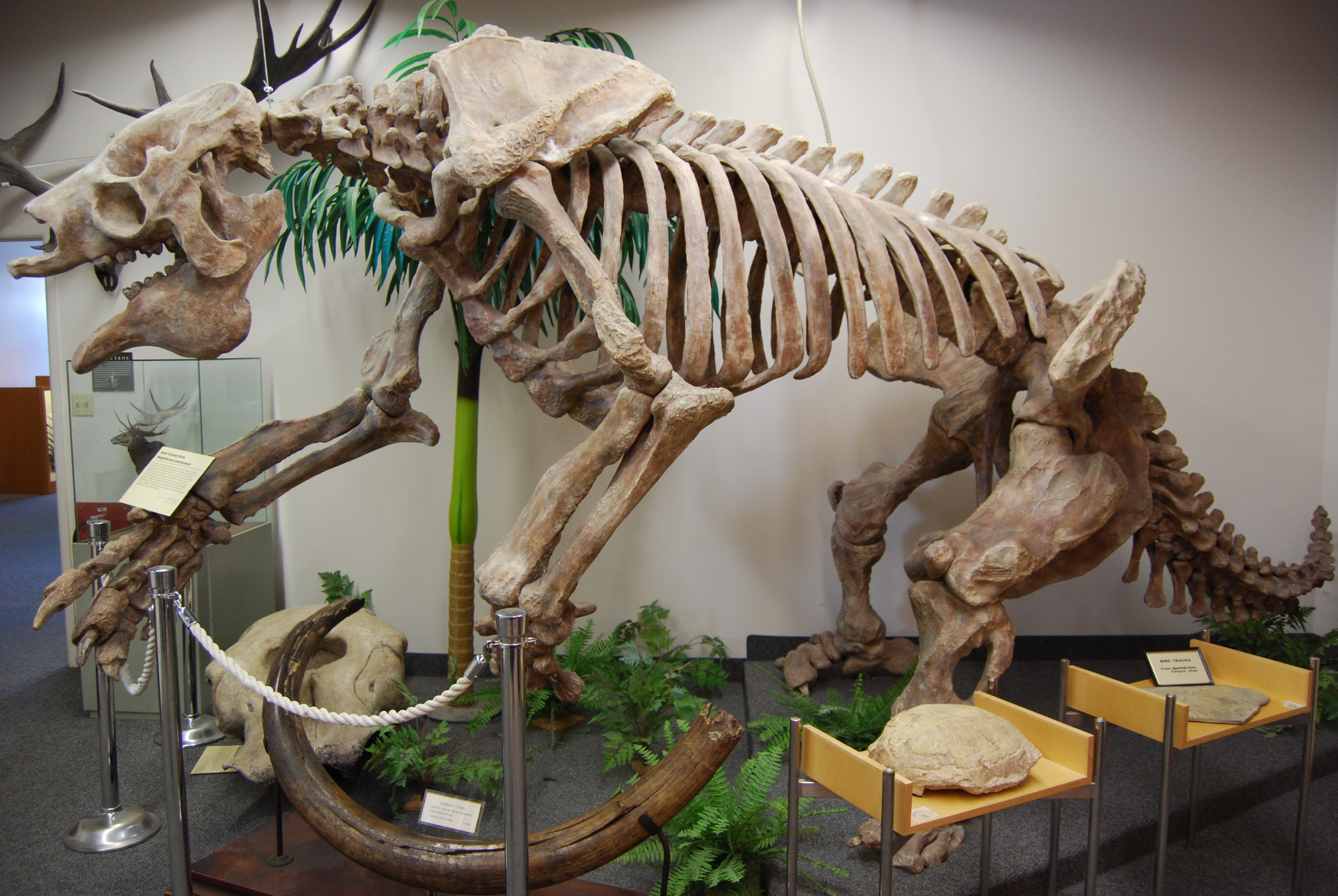 Dinosaur Fossils Museum