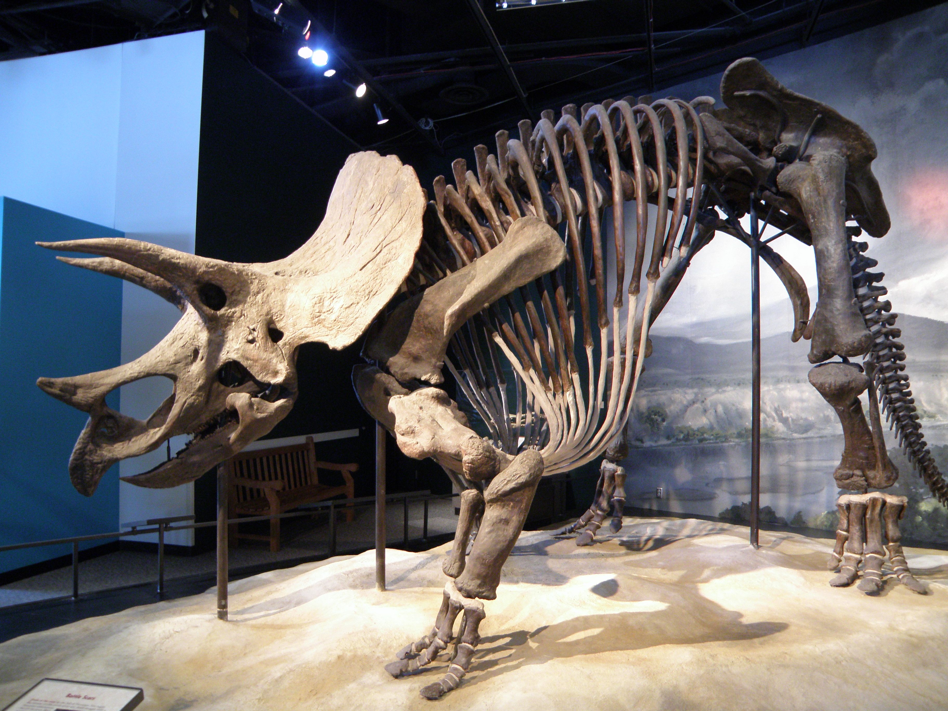 Tamba Dinosaurs Fossil Studio Chitan Museum