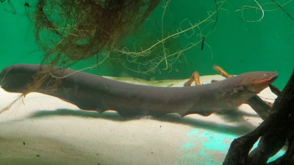 Electric Eel