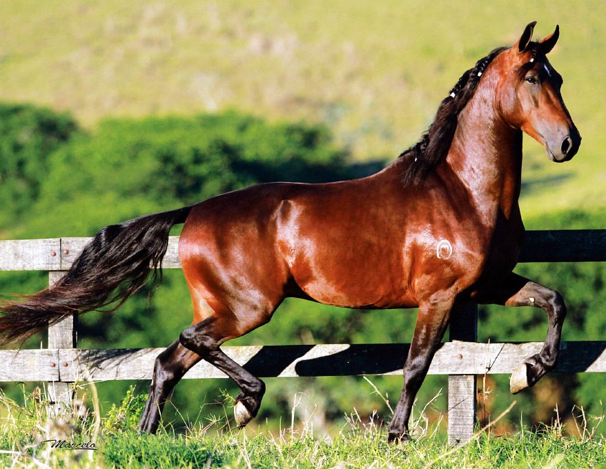 Cavallo con gualdrappa