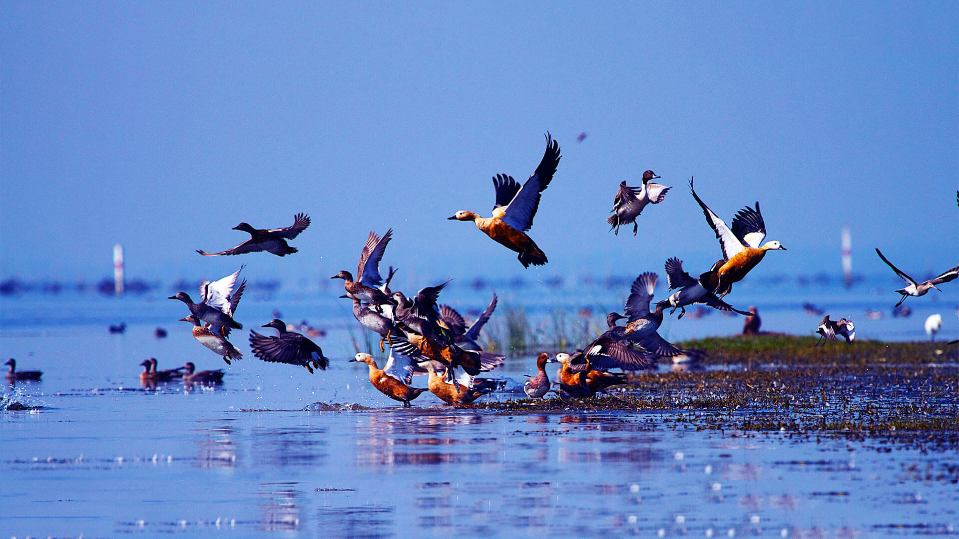 Chilika Wildlife Sanctuary