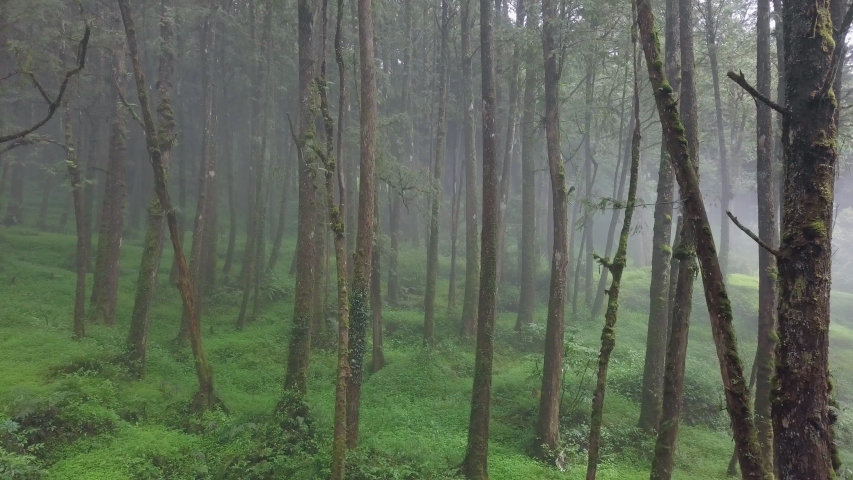 Chungnyeongsan Cypress Forest