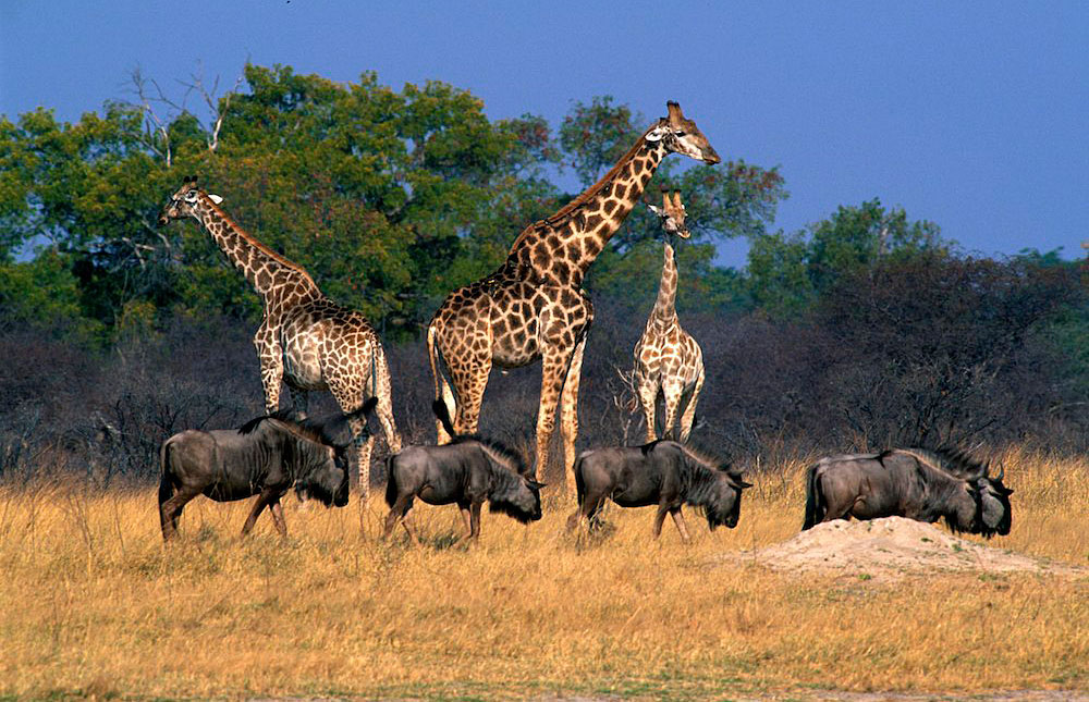 Hwange National Park