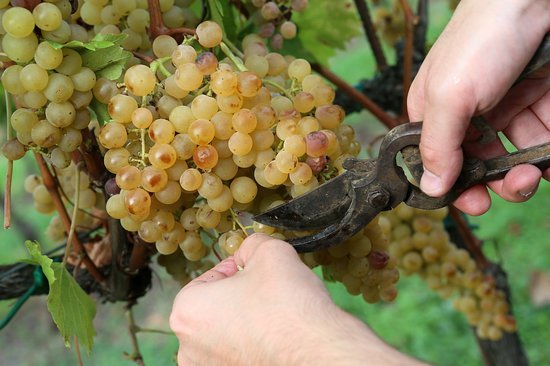 Fattoria Del Piccione