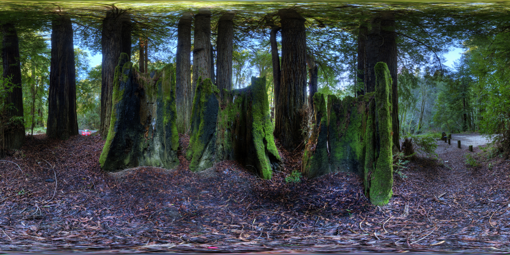 Forest of Wisdom