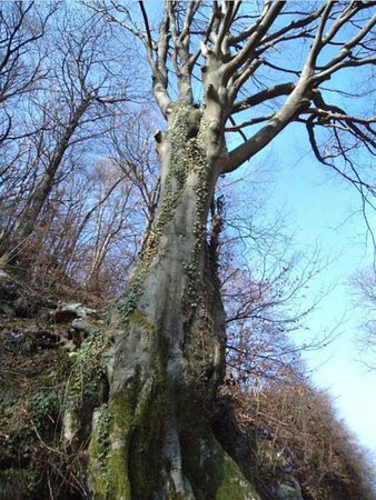 fontanino dellavvocato