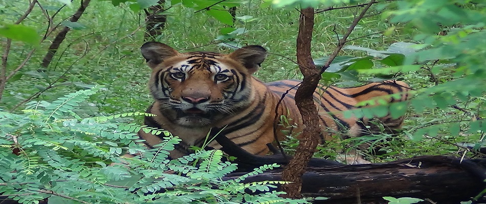 MelGhat Tiger Reserve