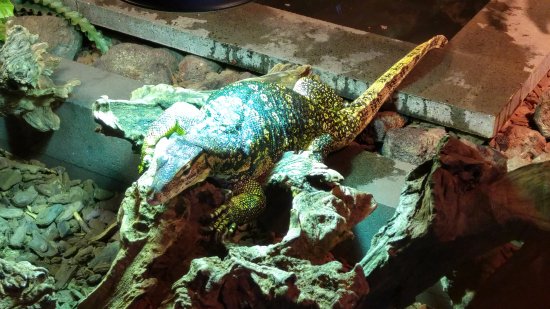 Reptile House De Aarde Breda
