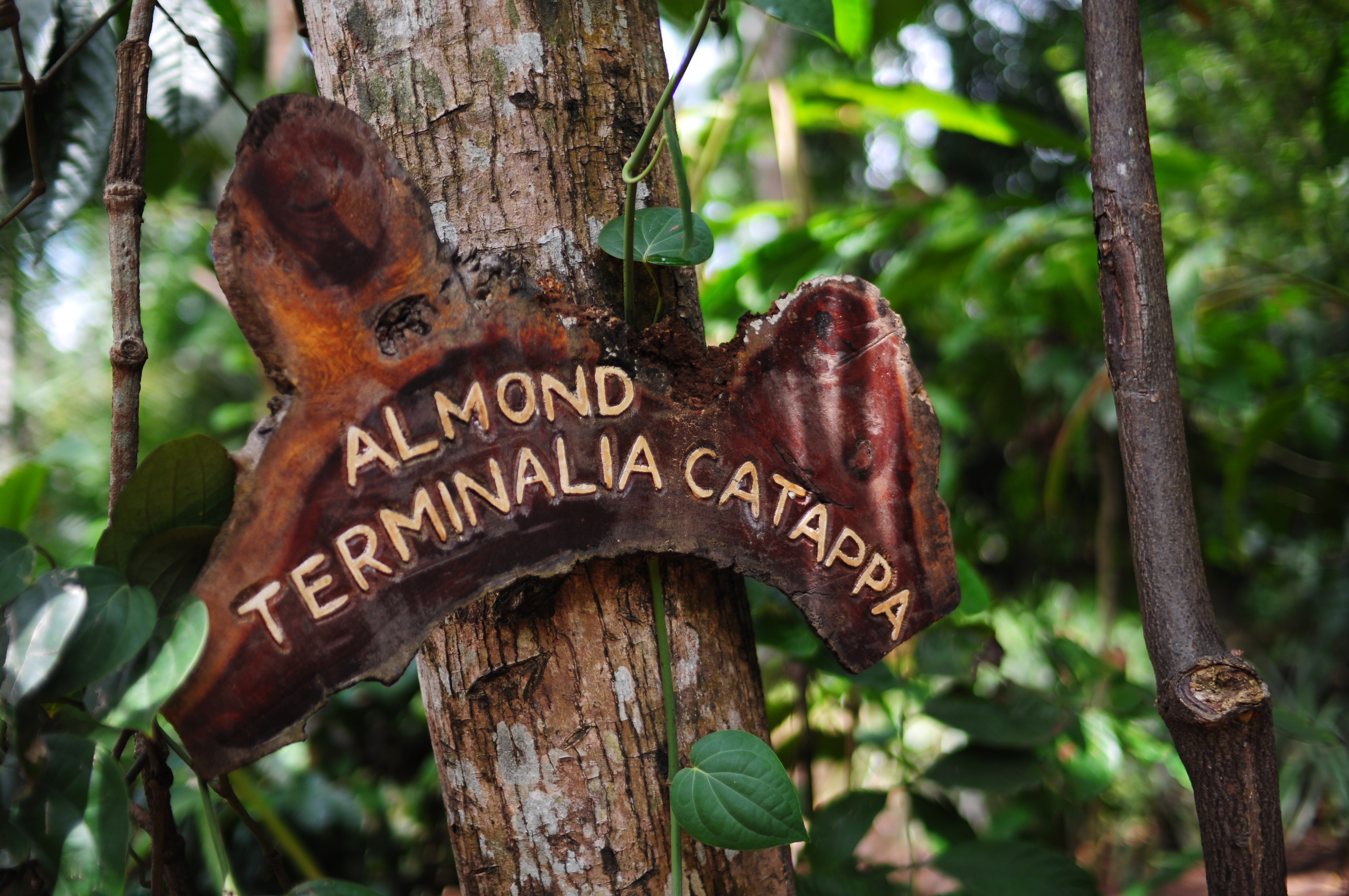 Ranweli Spice Garden