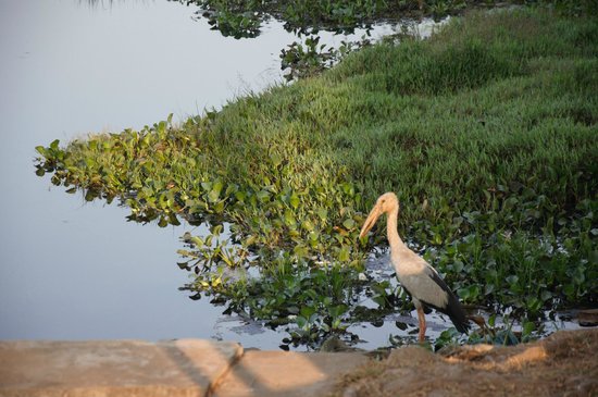 Talangama Wetland