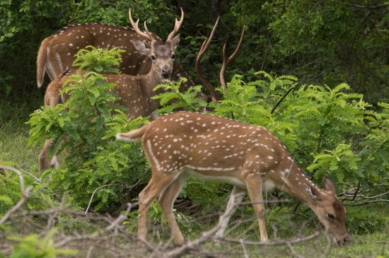 Sri Lanka Heritance Tours