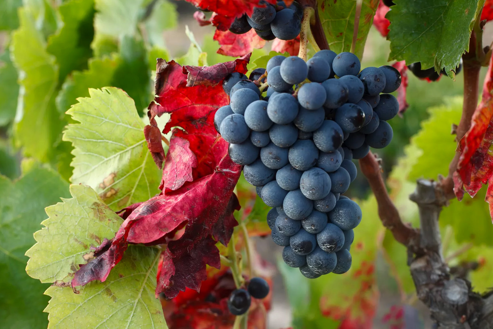 Vitis Vineria