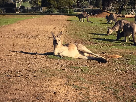 Phillip Island Wildlife Park