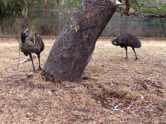 Cleland Wildlife Park