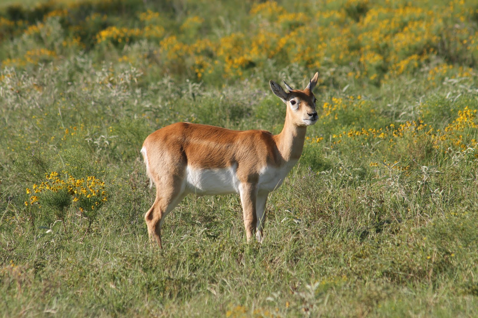 Absheron National Park