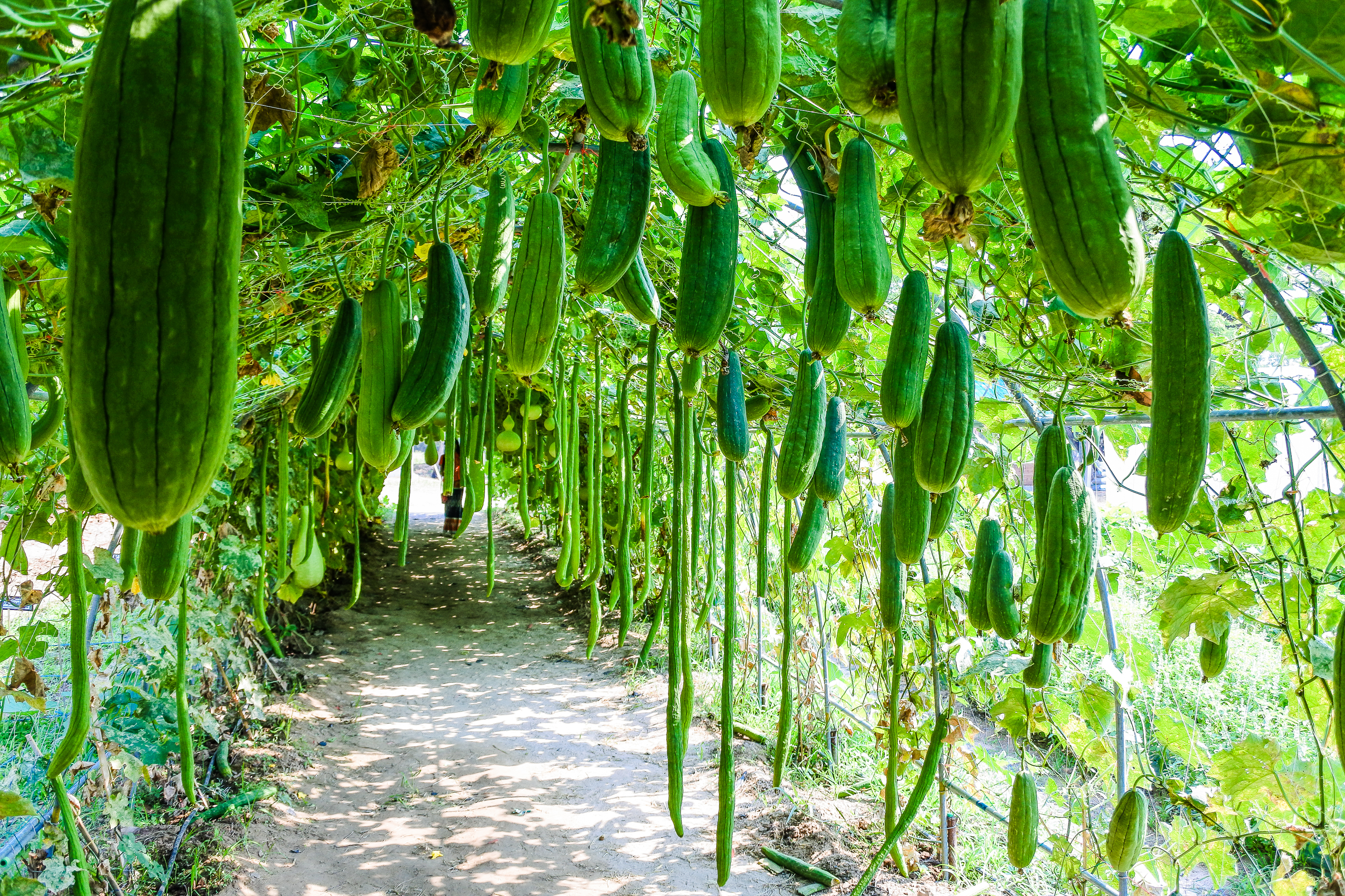 Gourd Farm