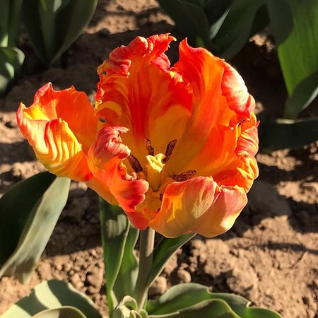 Tulipani Italiani