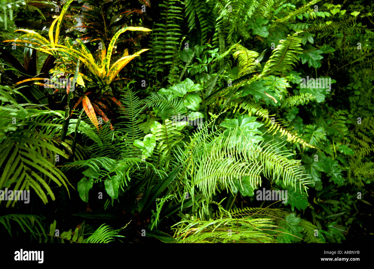 Fern Gully