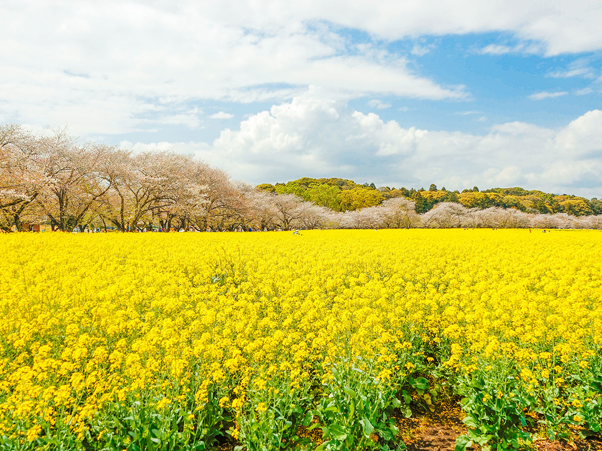 Ishizaka Nabeyama Kofun Burial Mound