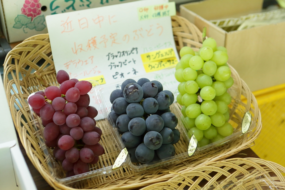 Ami Vineyard