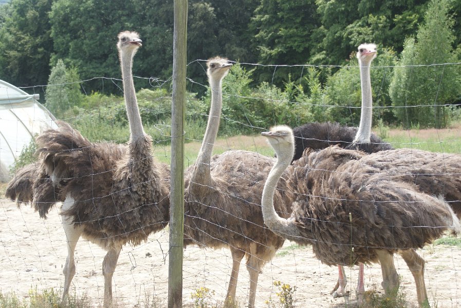 Jambo Straussenfarm