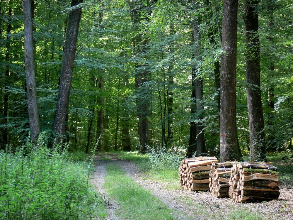 Berce Forrest