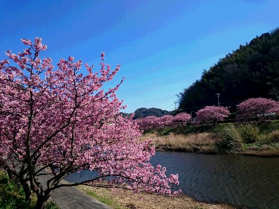 Aono River Cherry Blossoms