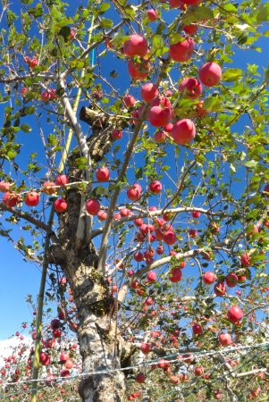 Arai Apple Orchard