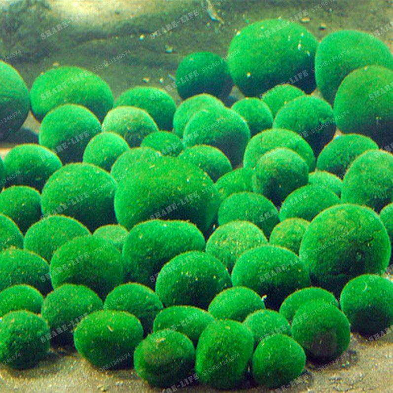 Marimo Farm