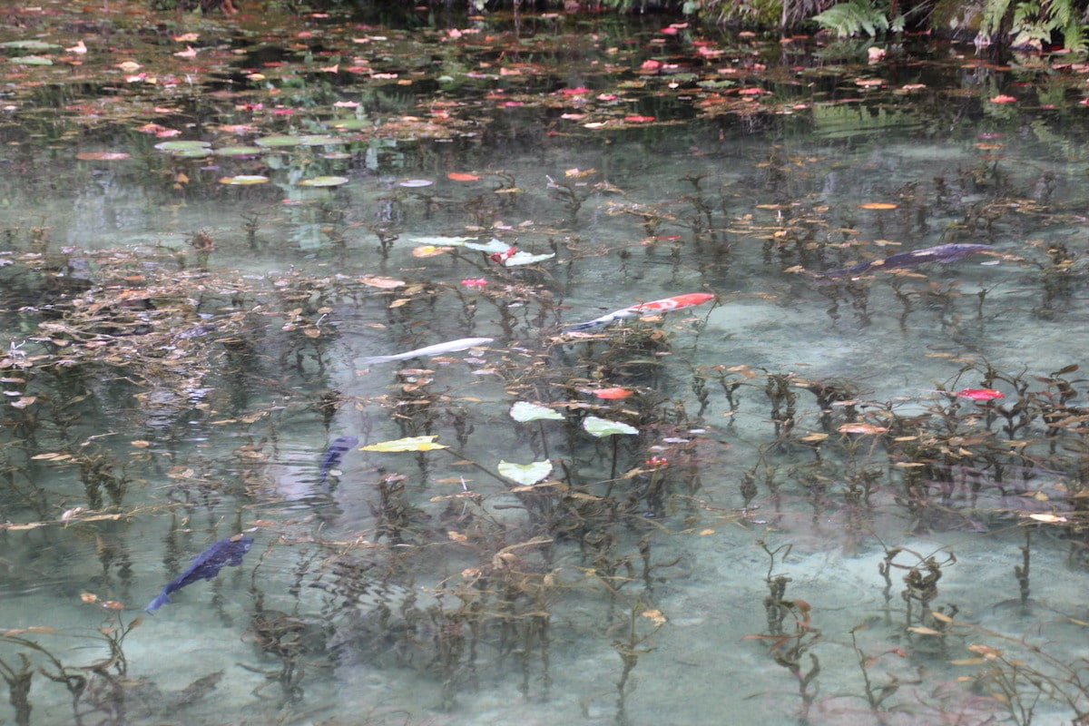 Monets Pond