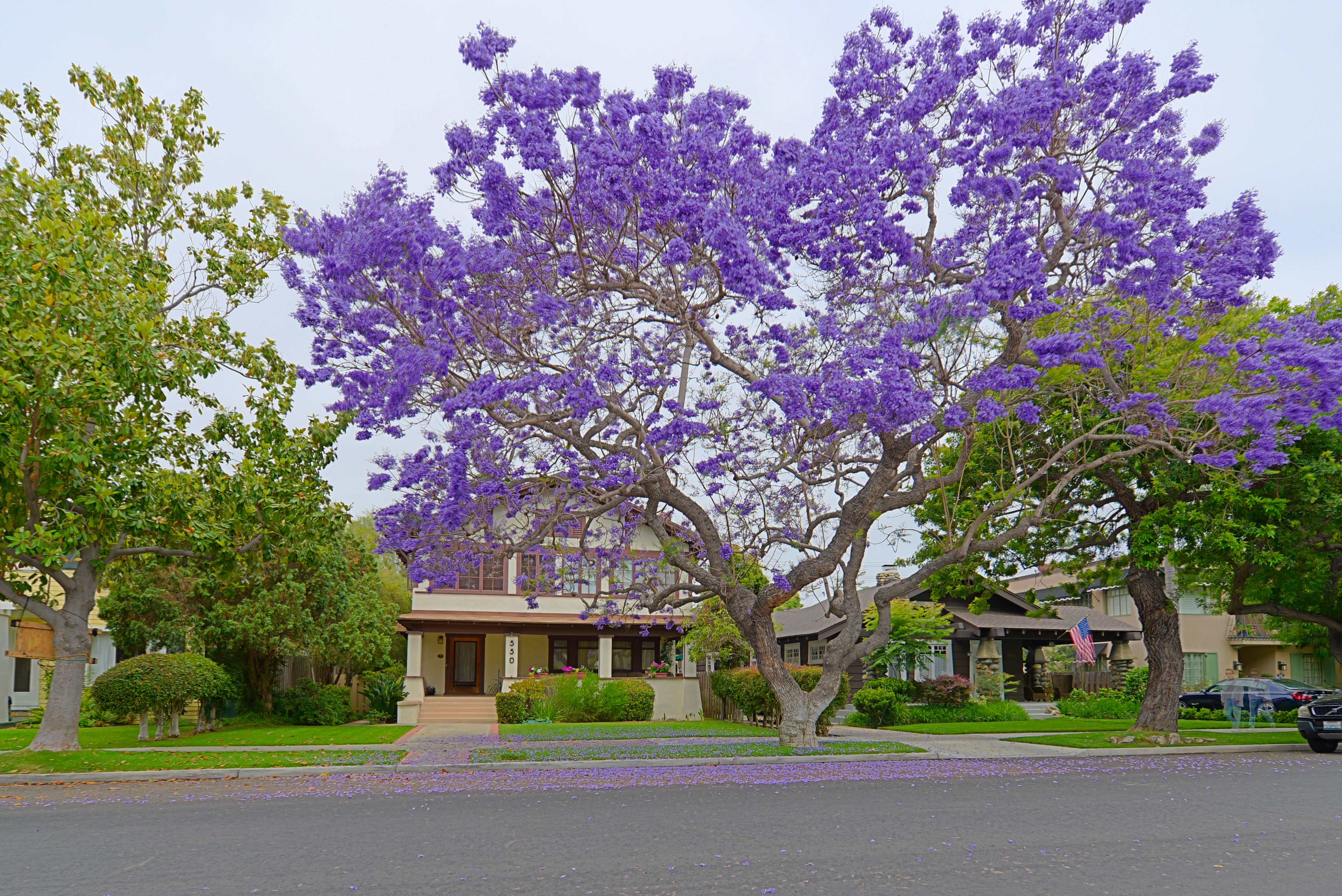 Jacaranda Street