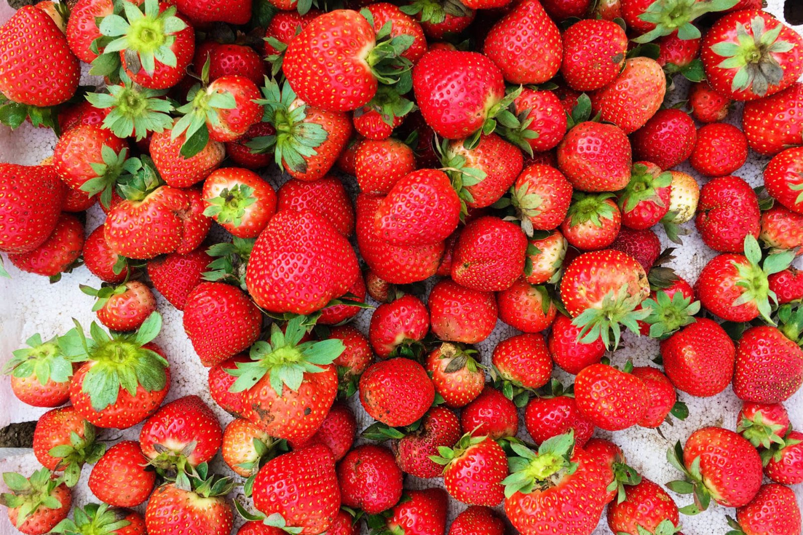 Takano Strawberry Farm
