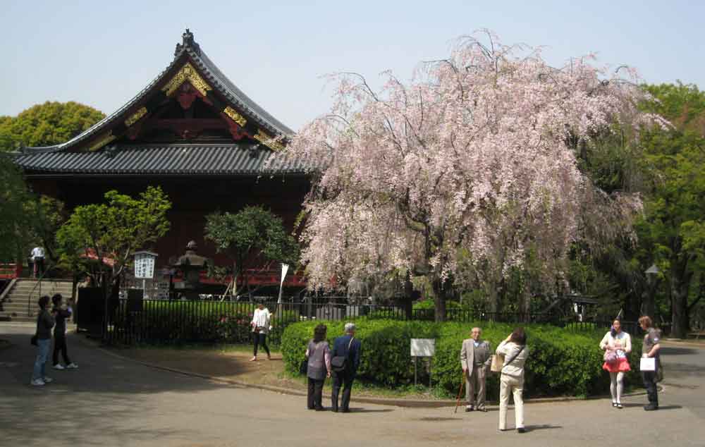Miyabi Ueno