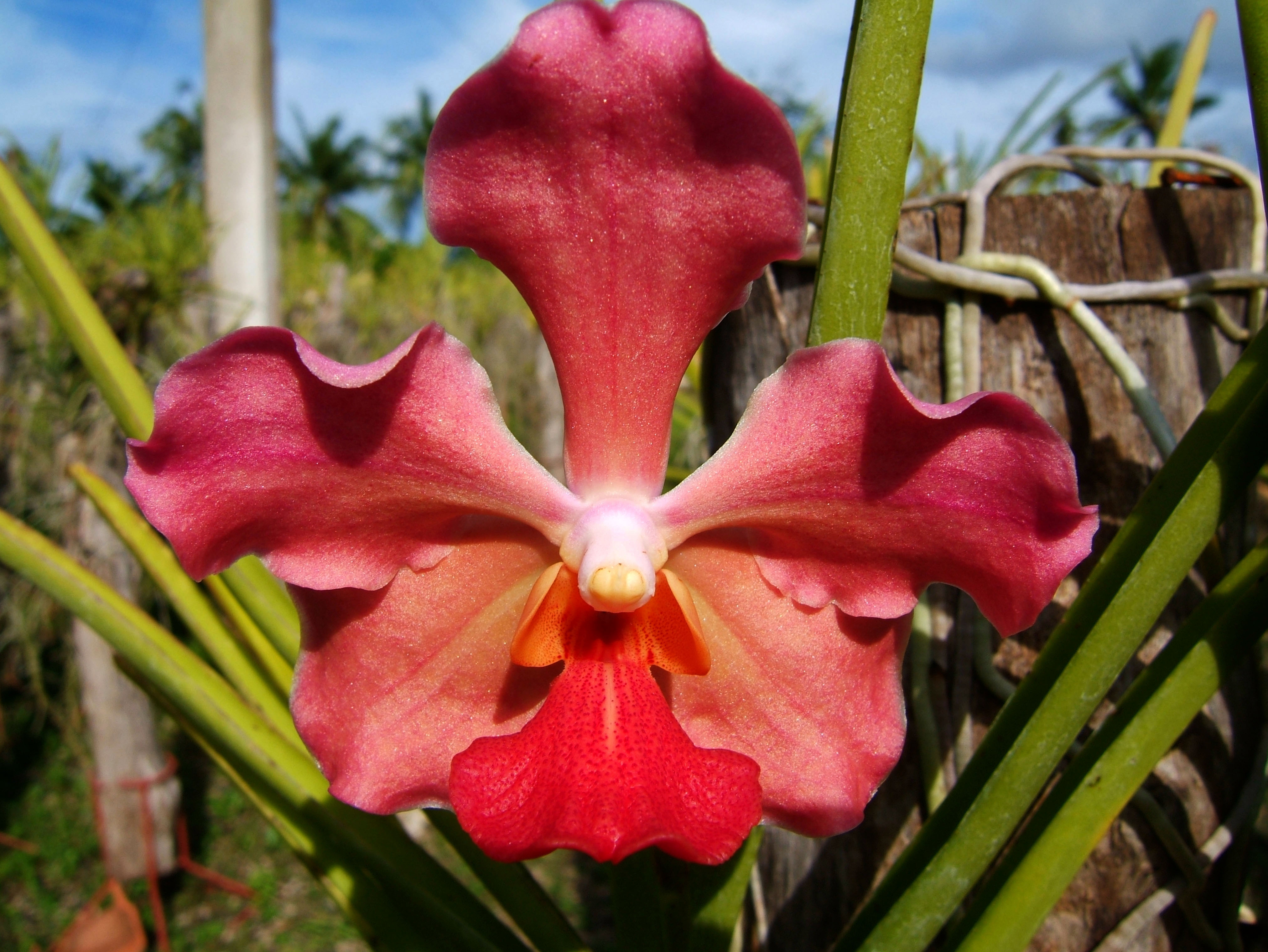 Orchid Gallery Moalboal
