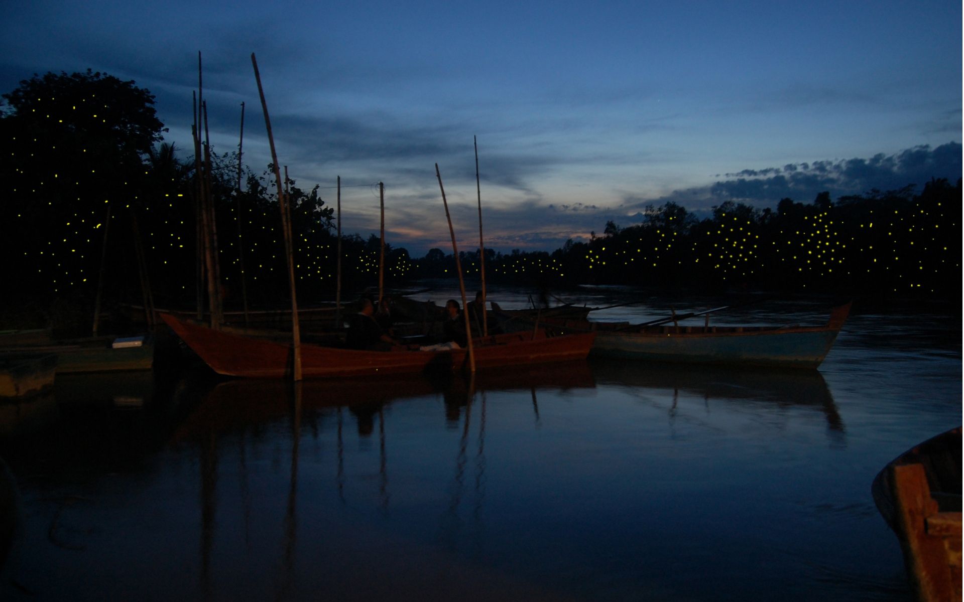 Kuala Selangor Firefly Park