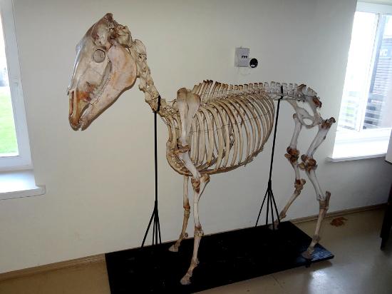 Horse Museum