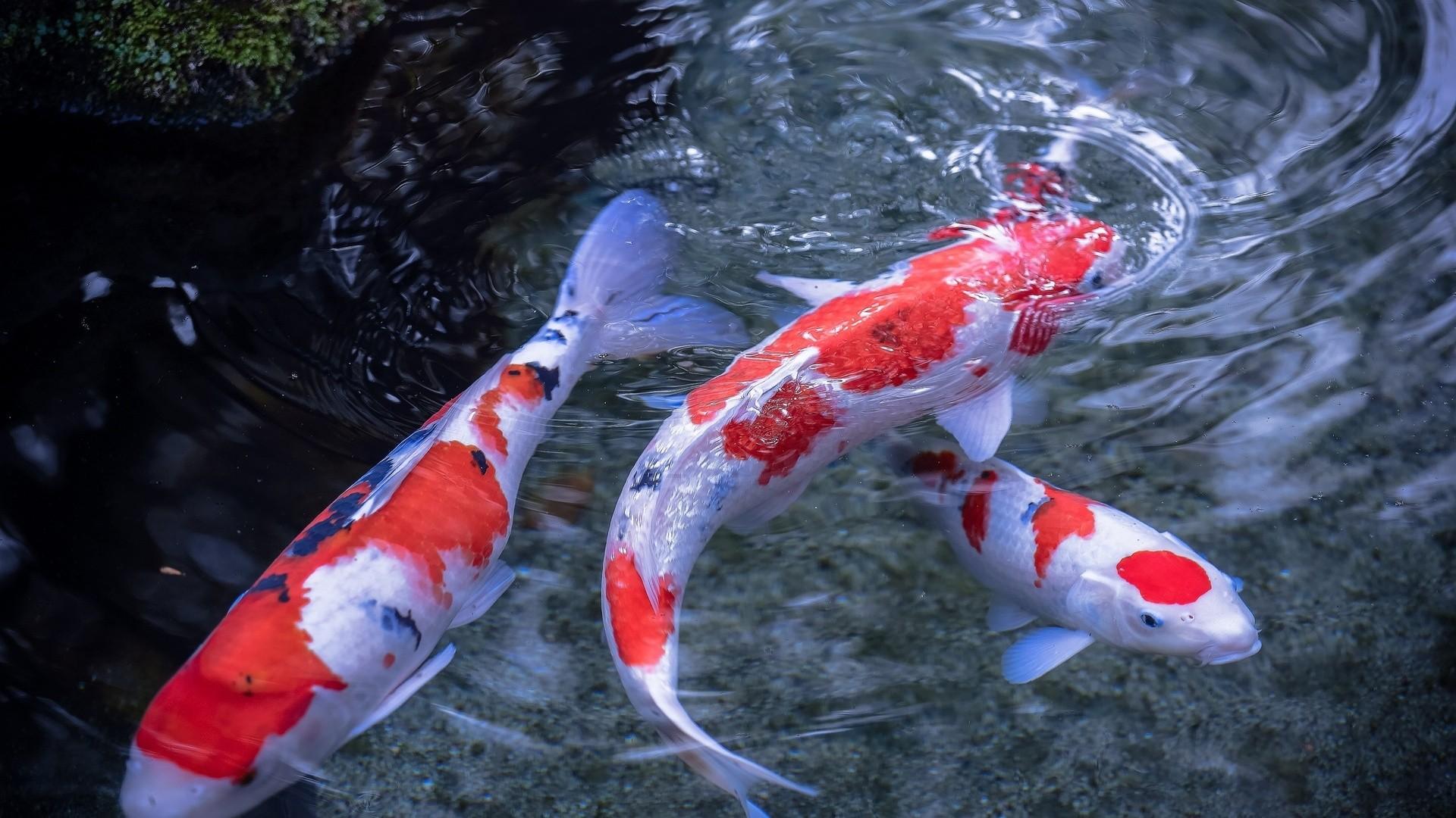 Fish Land Marumiya